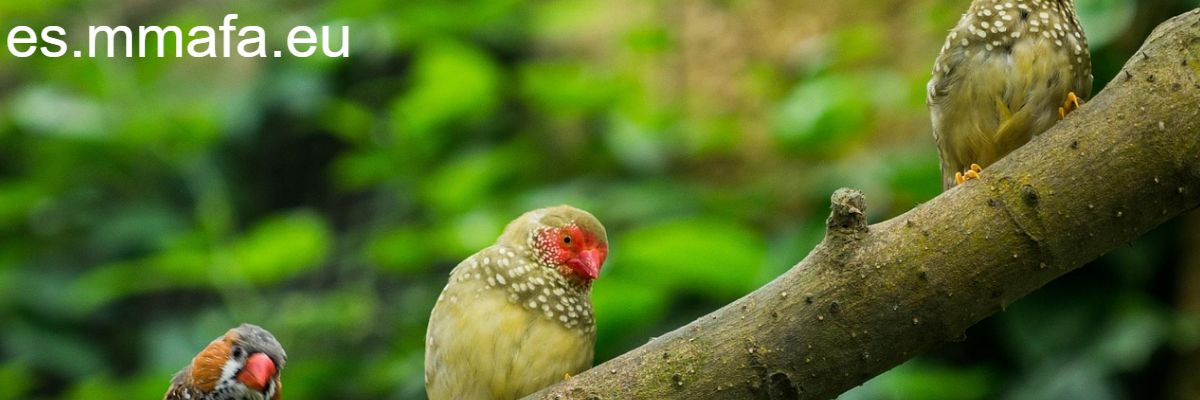 es.mmafa.eu